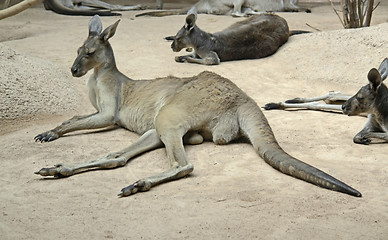 Image showing kangaroos