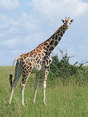 Image showing Giraffe in sunny african ambiance