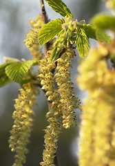 Image showing common hazel blossoms