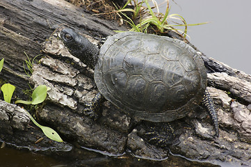 Image showing European pond terrapin