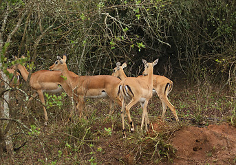 Image showing Uganda Kobs in Africa