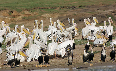 Image showing birds at the Queen Elizabeth National Park in Uganda