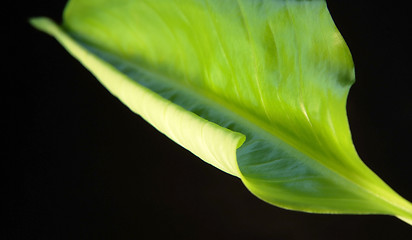 Image showing green rolled spring leaf