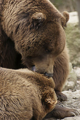 Image showing Brown Bear detail