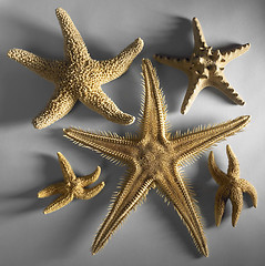 Image showing some starfishes
