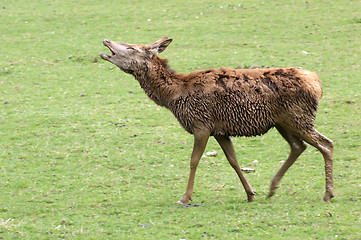 Image showing wet Red Deer on green grassland