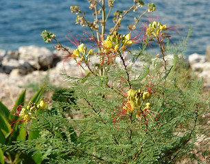 Image showing colorful mediterranean plant