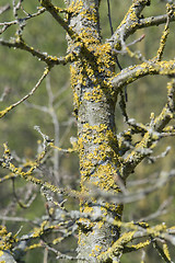 Image showing twigs overgrown with lichen