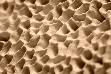 Image showing mushroom pores