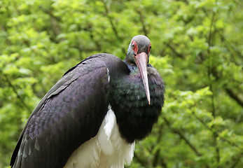 Image showing Black Stork