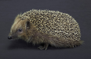 Image showing hedgehog in dark back