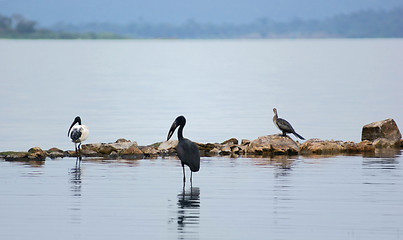 Image showing birds at Lake Victoria