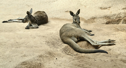 Image showing kangaroos