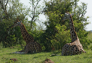 Image showing resting Giraffes in Africa