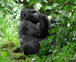 Image showing Mountain Gorilla in green vegetation