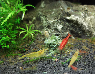 Image showing fresh water shrimps