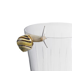 Image showing Grove snail on a drinking glass