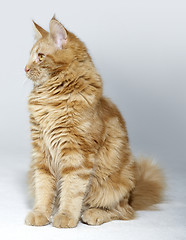 Image showing maine Coon kitten