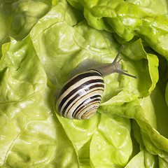 Image showing Grove snail upon green lettuce