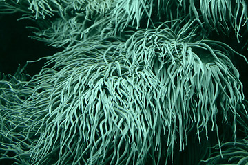Image showing Sea anemone tentacles