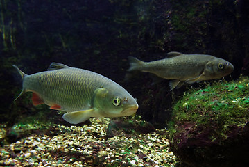 Image showing two freshwater fishes