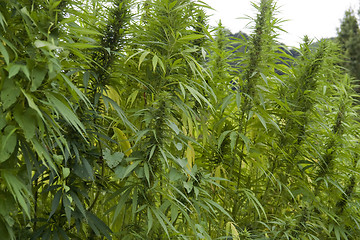 Image showing hemp field detail