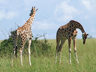 Image showing two Giraffes in sunny ambiance