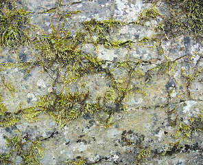 Image showing stone surface with moss and lichen