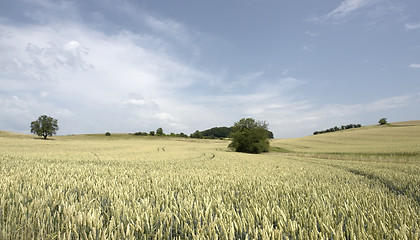 Image showing rural pictorial agriculture scenery at summer time