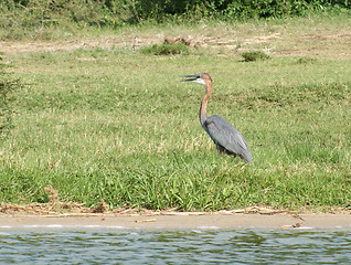 Image showing Goliath Heron in sunny ambiance