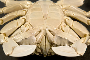 Image showing detail of a moon crab