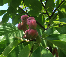 Image showing exotic plant detail