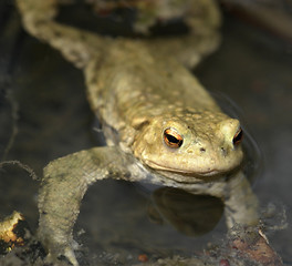 Image showing common toad