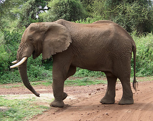 Image showing Elephant in Africa