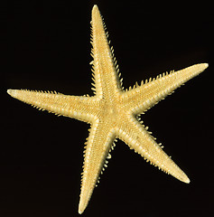 Image showing starfish on black