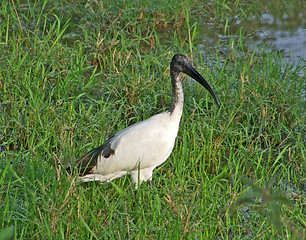 Image showing African Sacred Ibis in grassy back