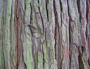 Image showing bark detail