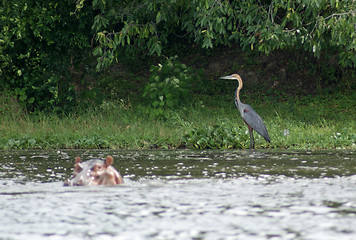 Image showing Goliath Heron and Hippo in Africa