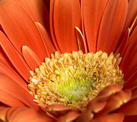 Image showing gerbera flower closeup