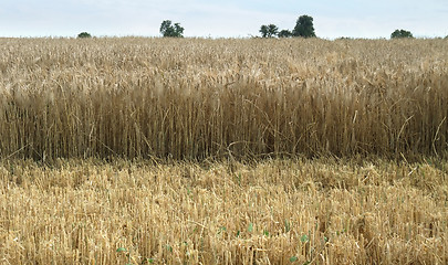 Image showing wheat detail at summer time