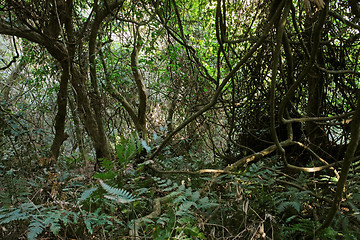 Image showing jungle vegetation in the Bwindi Impenetrable National Park