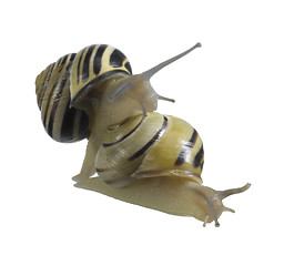 Image showing two grove snails