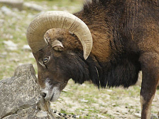 Image showing Mouflon and stone