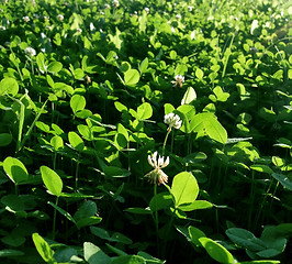 Image showing Clover closeup