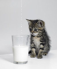 Image showing kitten waiting for milk