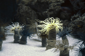 Image showing Sea anemones