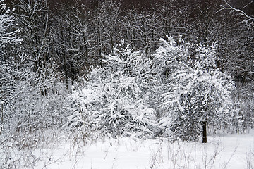 Image showing snowy forest detail