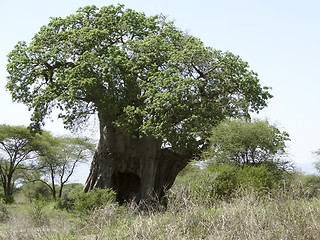 Image showing african Baobab tree