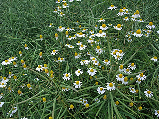 Image showing canola and camomile flowers