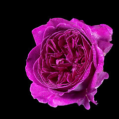 Image showing wet purple rose flower